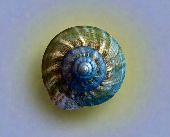 Photographie illustrant le mollusque à l'origine de l'oeil de Sainte Lucie